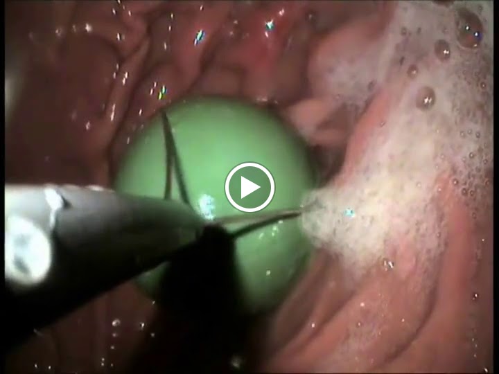 CLINICA VETERINARIA BARRIADA ESPANA, JEREZ — Videos