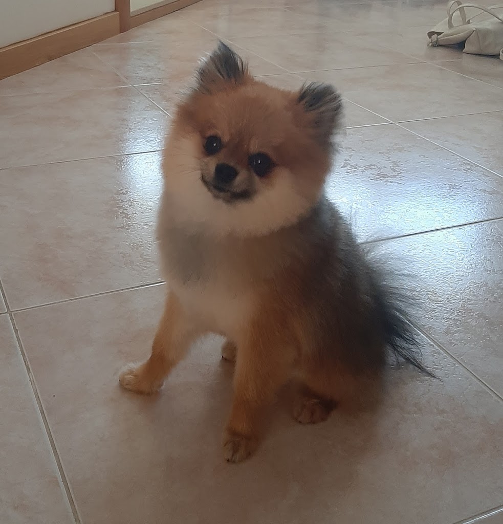 Cachorro