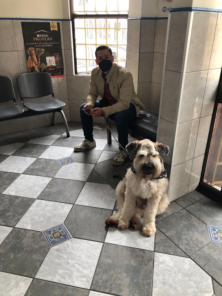 Perro