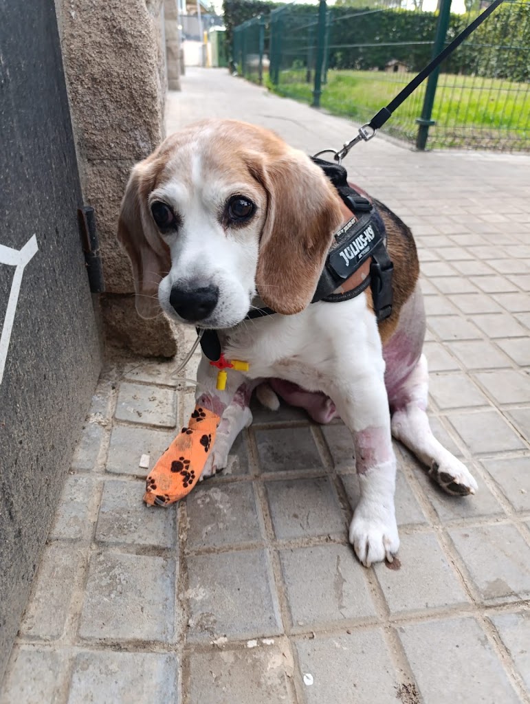 Hospital Veterinario Privet Villaviciosa — Mas recientes