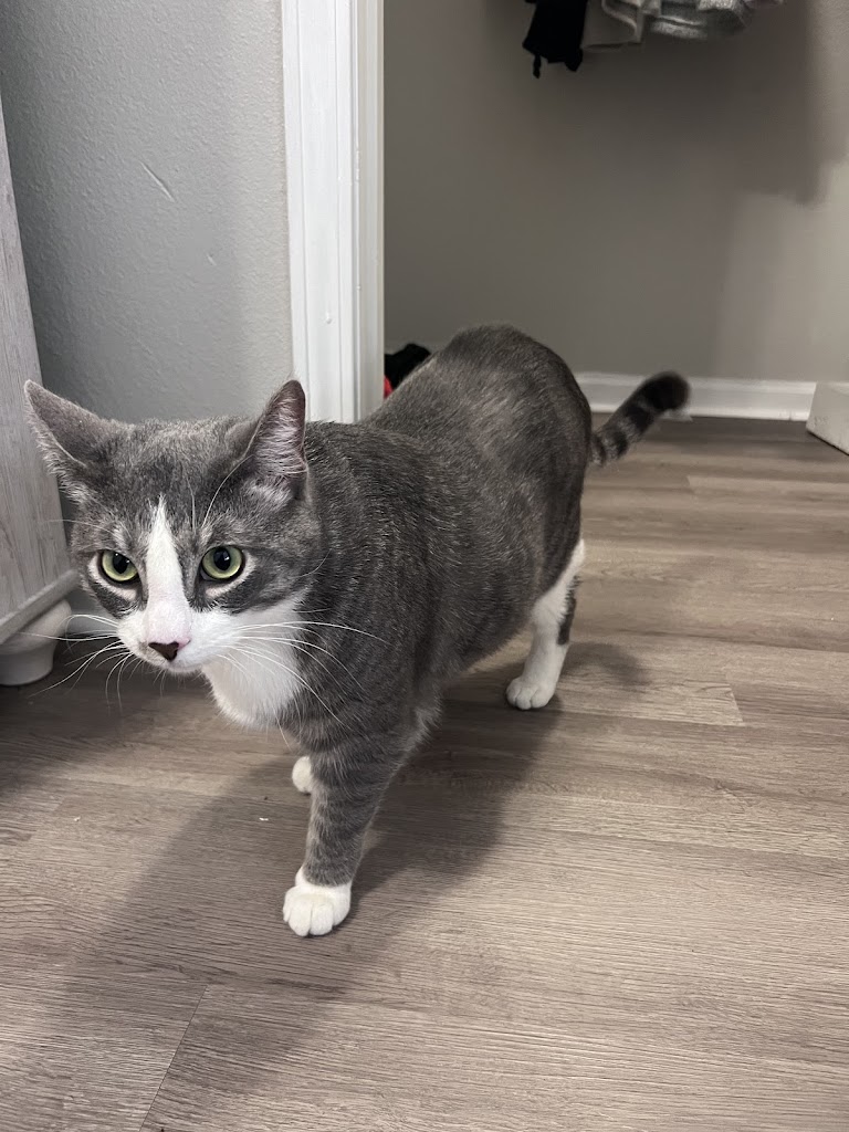 Gato
