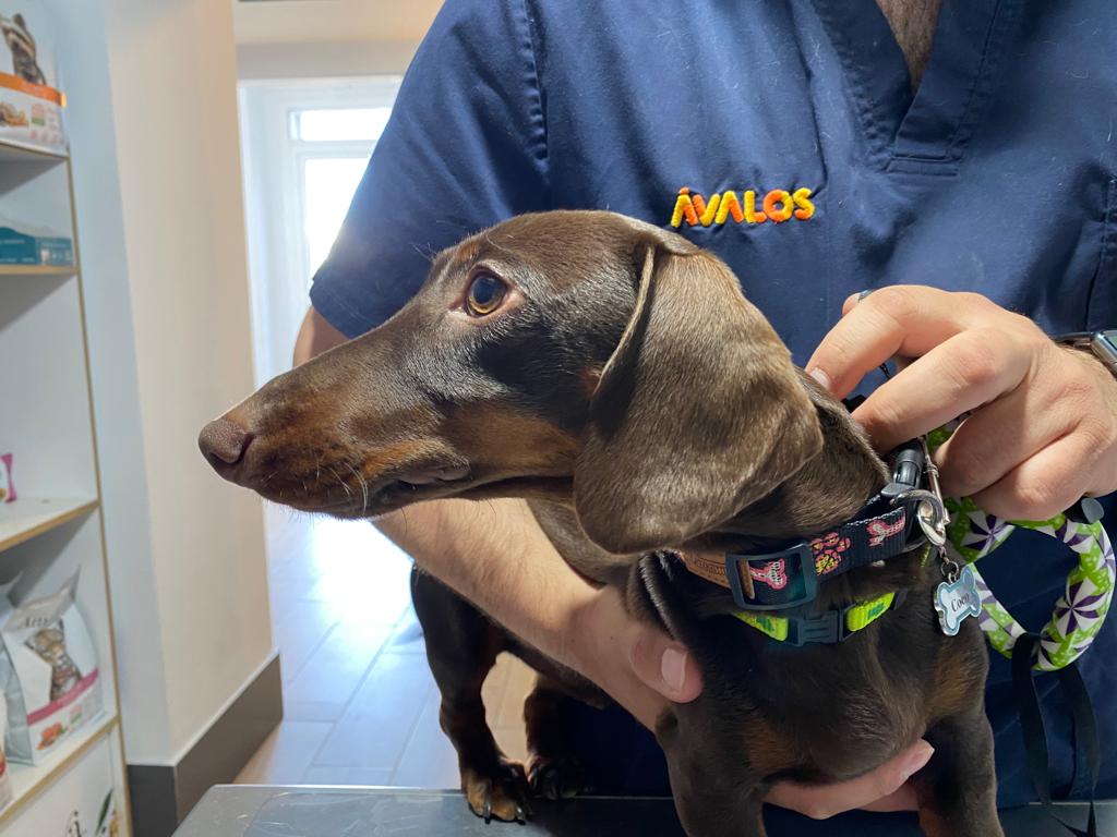 AVALOS CLINICA VETERINARIA — Del propietario