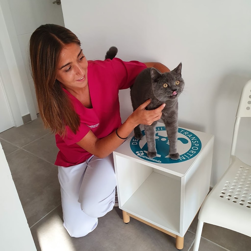 Clinica veterinaria Animaleando — Del propietario