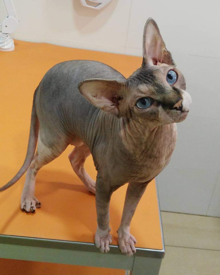 Clinica Veterinaria Mon Viu Orriols