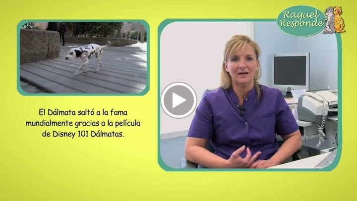 Centro Clinico Veterinario UNO + de la familia — Del propietario