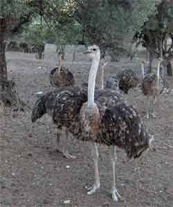 GRANJA AVENTURA — Del propietario