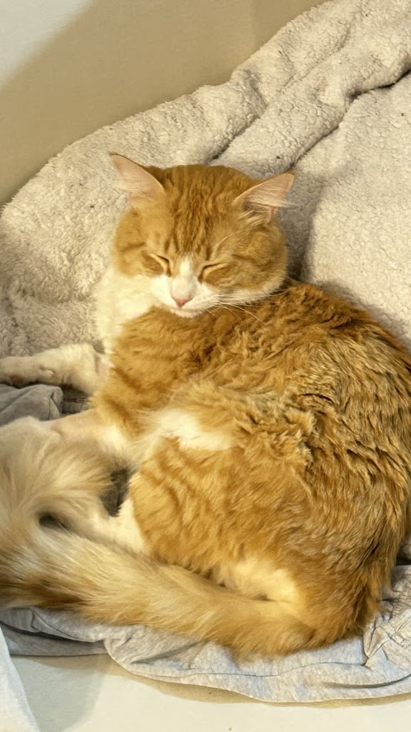 Gato