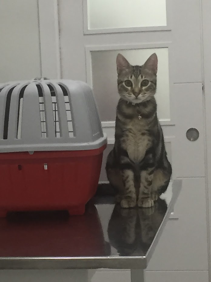 clinica veterinaria cannis24 — Gato
