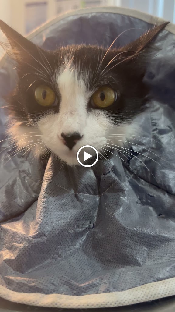 Vet to Home — Gato
