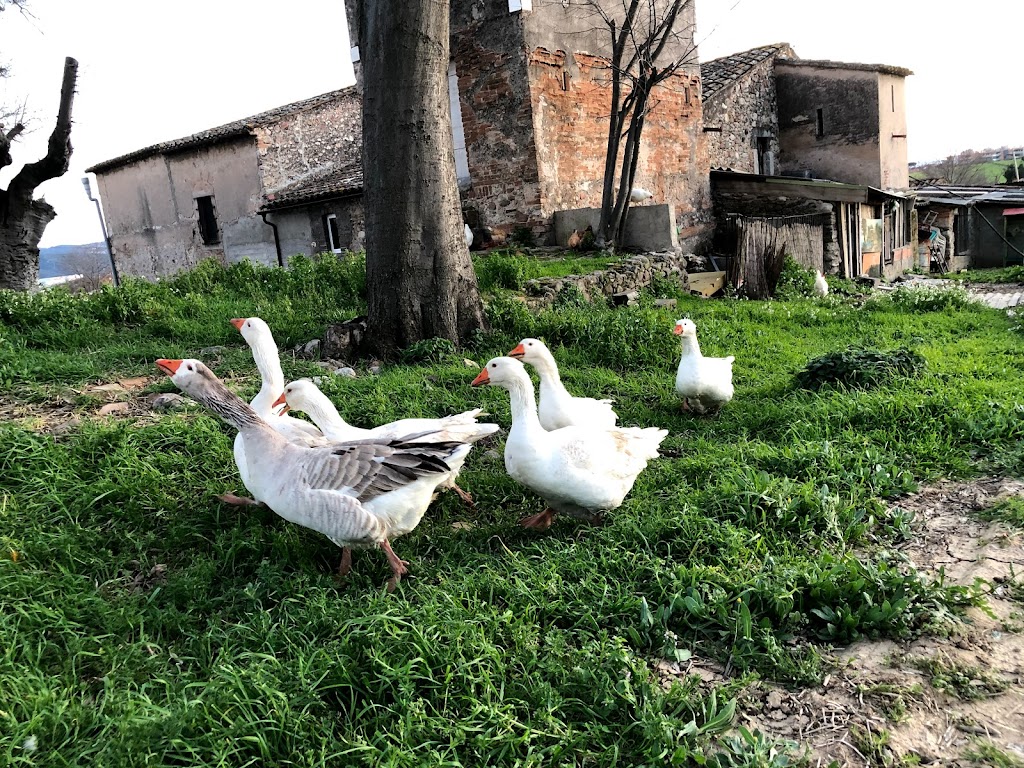 Masia Can Serra del Padro