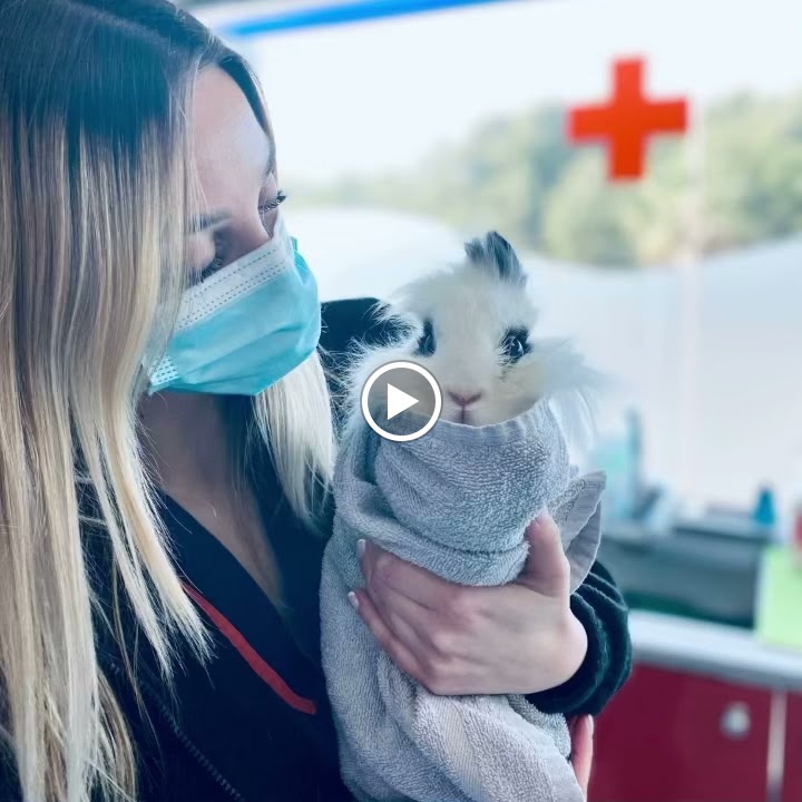 AniCura Mima'ns Hospital Veterinario / Urgencies 24h — Videos