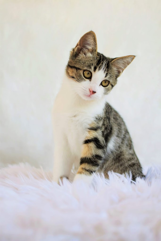 African Clinica Veterinaria — Gato