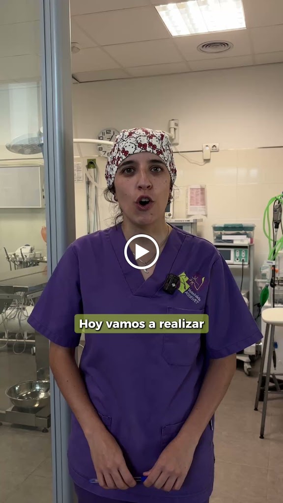 ASSISVET | Clinica Veterinaria en Castellon — Del propietario