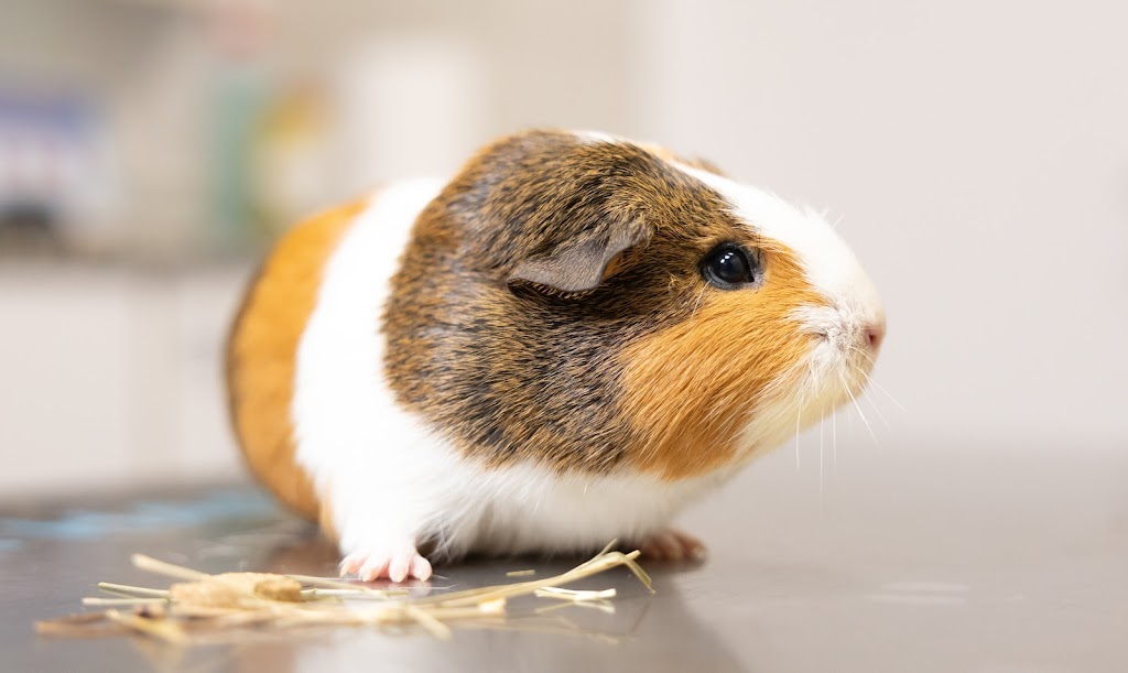 Clinica Veterinaria Arandilla