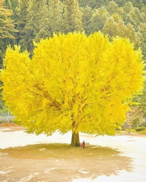 Salon De Belleza Manoli