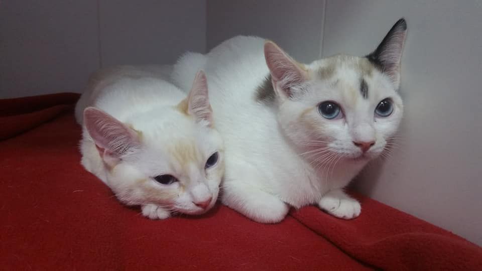 Clinica Veterinaria Mahes — Gato