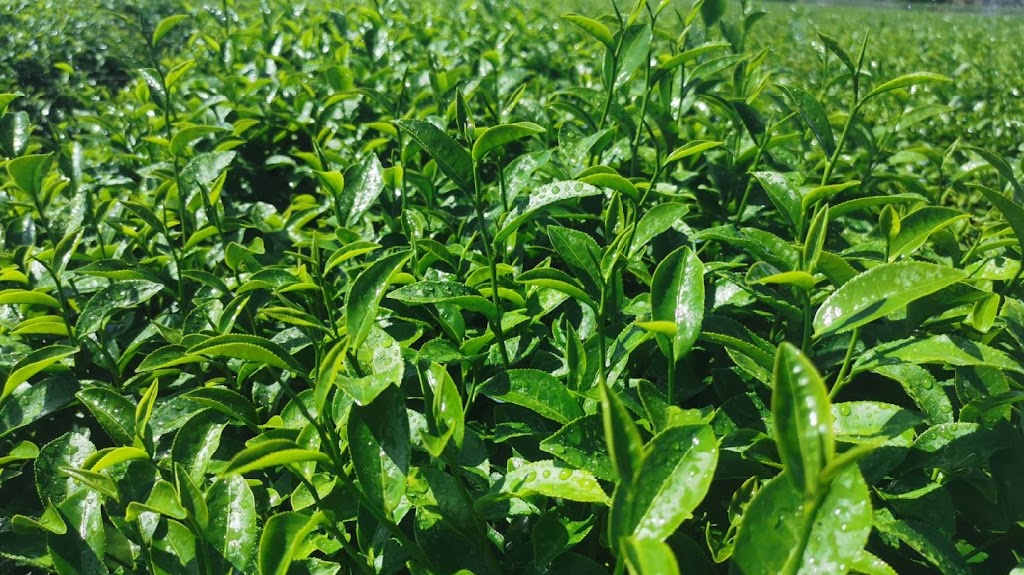 清玉手調原味茶(大里塗城店) 的照片
