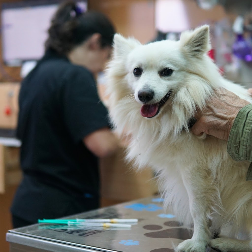 Hospital Veterinario Privet Villaviciosa — Perro