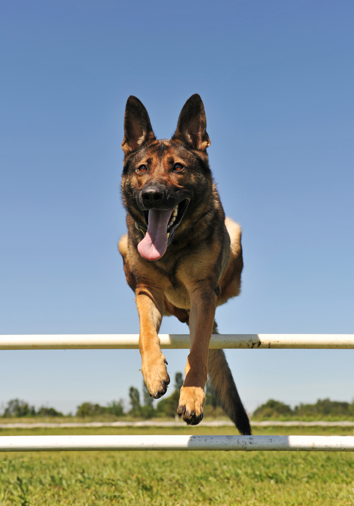 Clinica Veterinaria Montornes — Perro