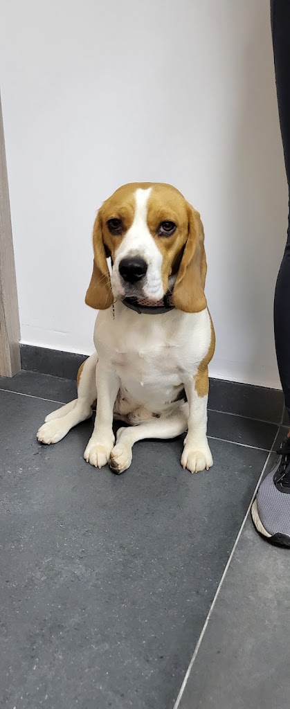 Dharma veterinaria — Del propietario