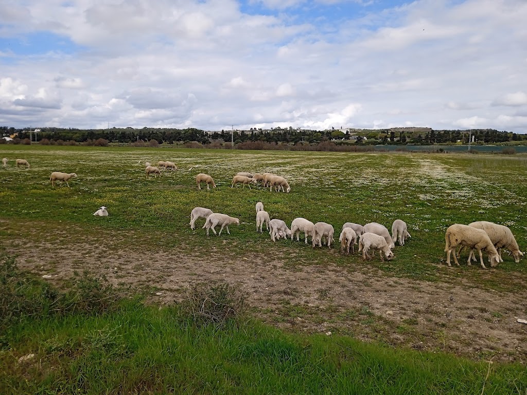 Centro juvenil el Madrugador