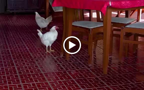 Restaurante Sausalito — Videos