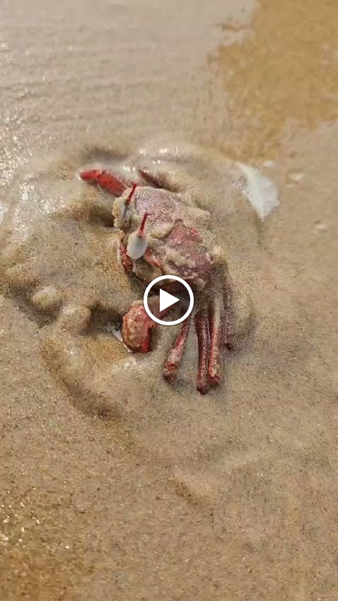 Videos