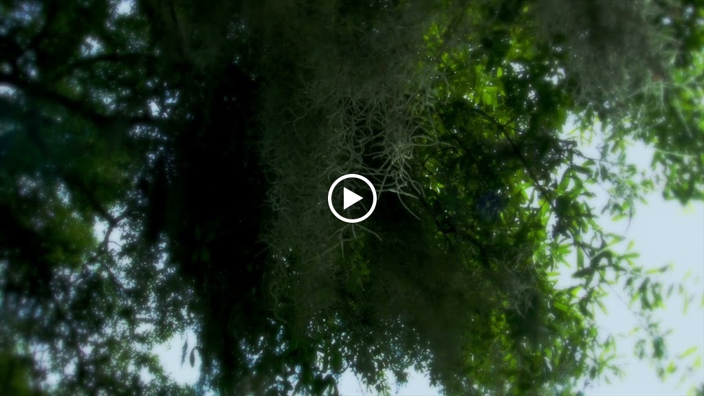  Disney's Palm Golf Course