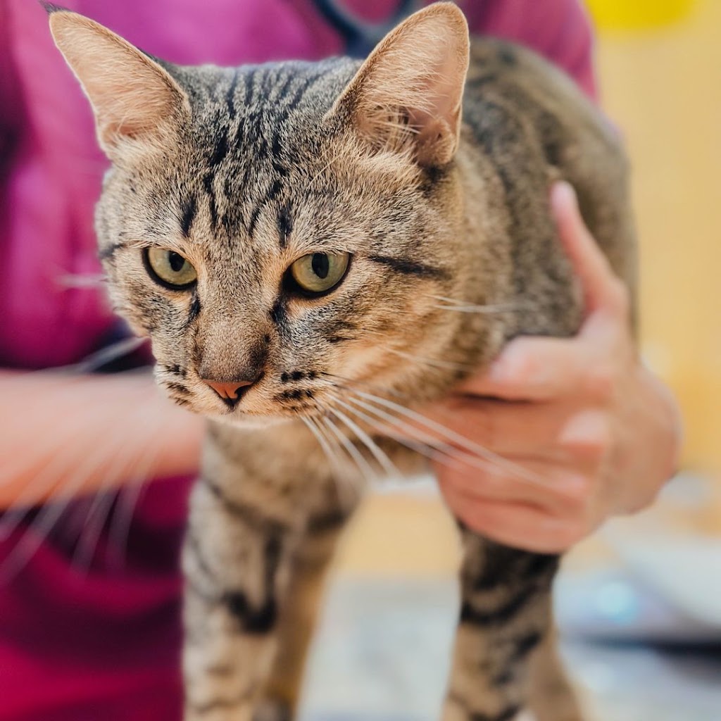 Clinica Veterinaria Anaterve — Gato