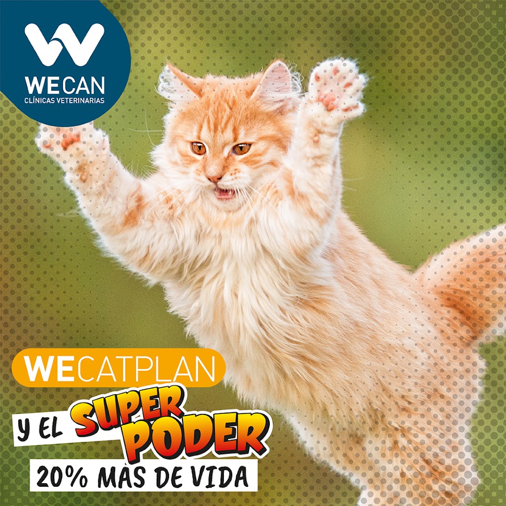 Clinica Veterinaria Wecan De Carreres — Gato