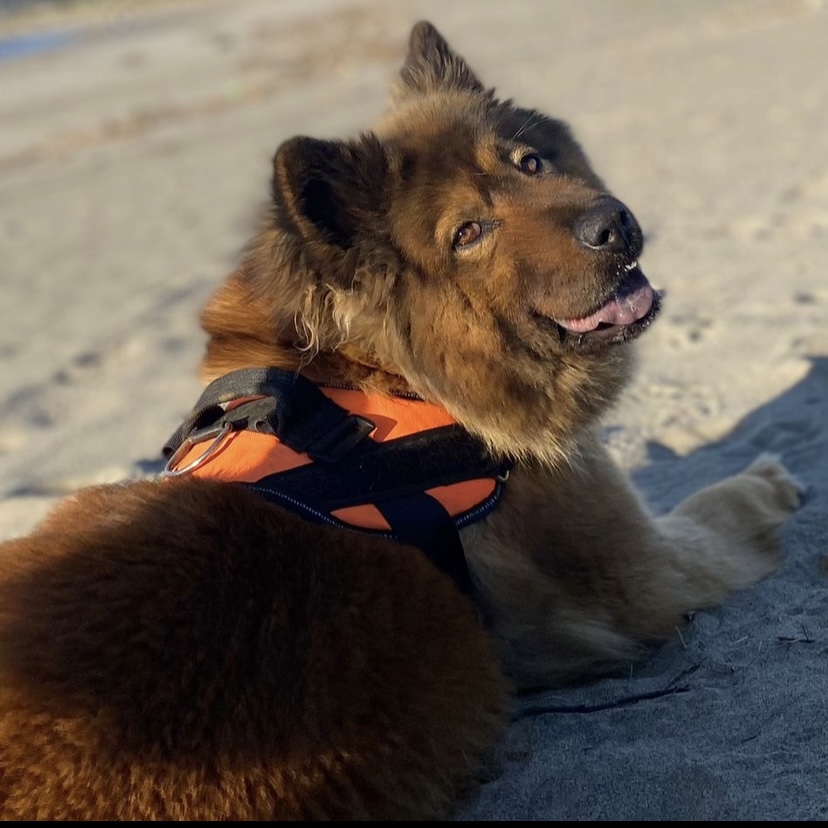 Perro