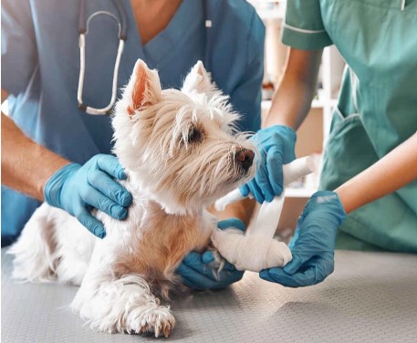 Clinica Veterinaria Alameda — Del propietario