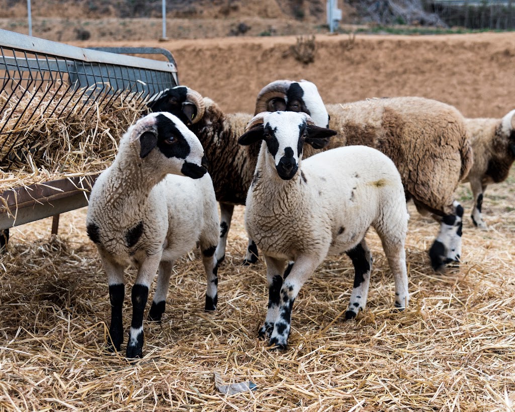 Can Pins - Esquis fruits