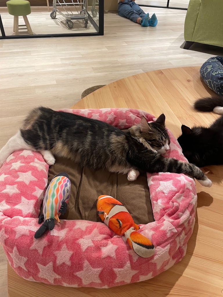 貓樂貓咖啡 LaLaport 台中店 的照片