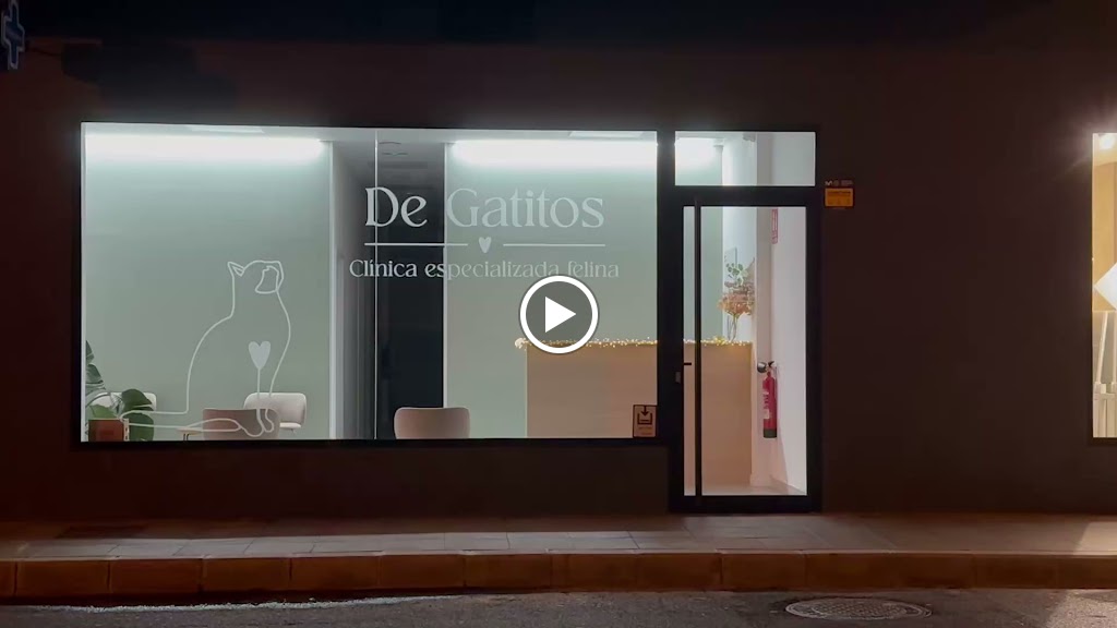 De Gatitos | Clinica Veterinaria Cat Friendly Exclusiva para Gatos en Las Palmas — Mas recientes