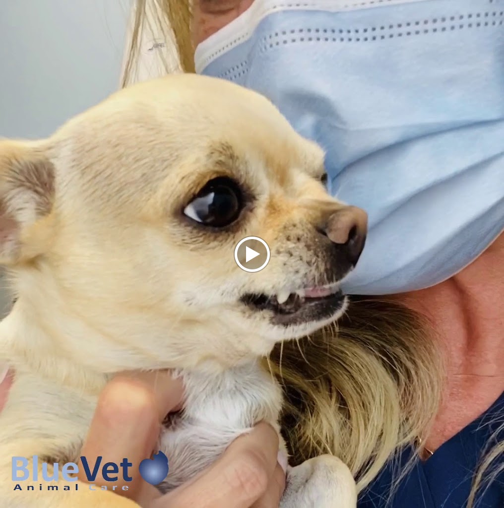 BlueVet Veterinario Villanueva de la Canada — Videos