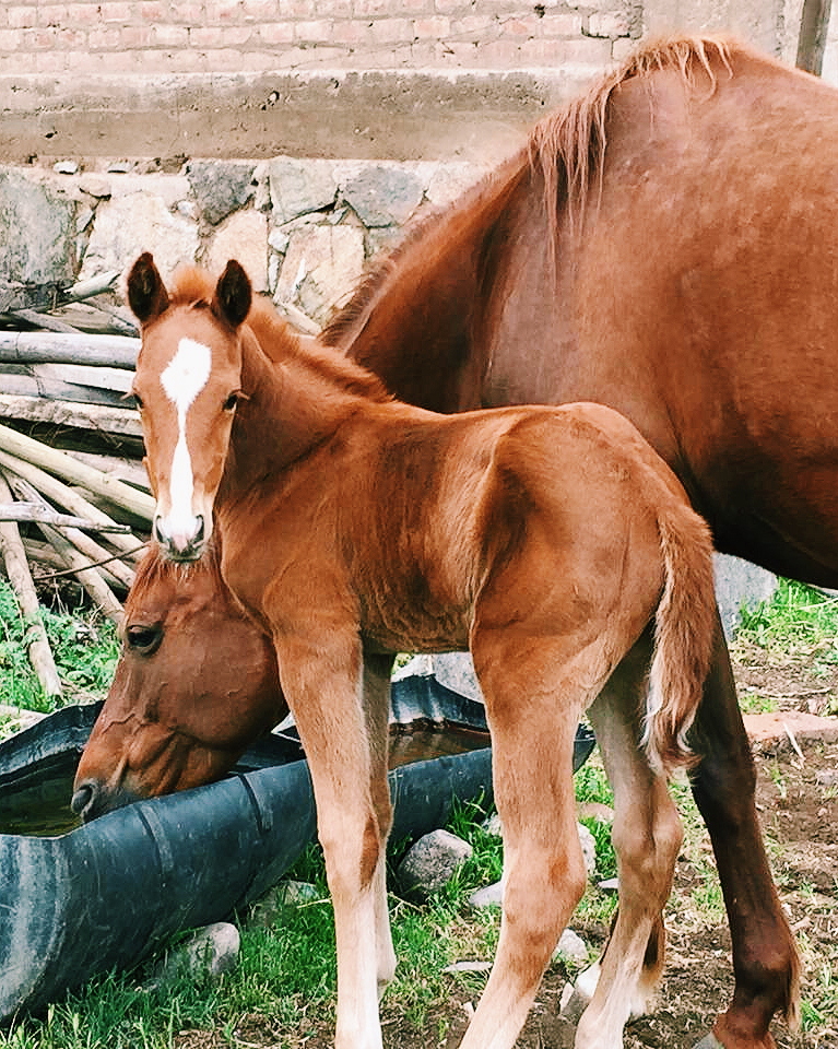 Caballo