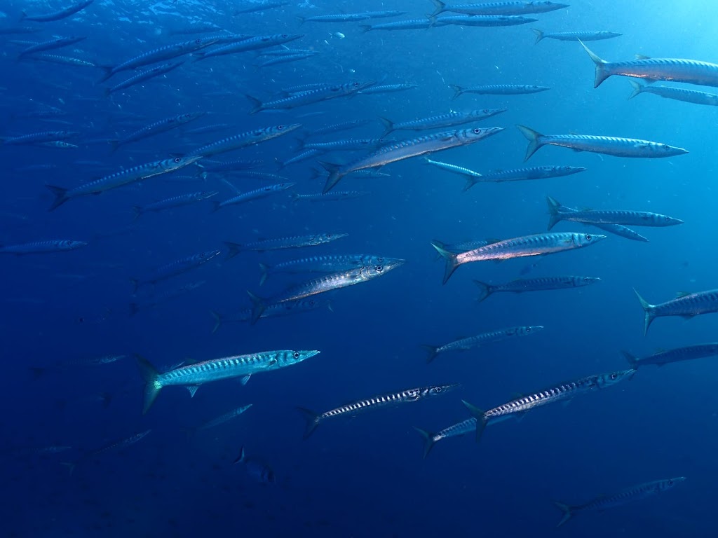 Diversub - Escuela de submarinismo