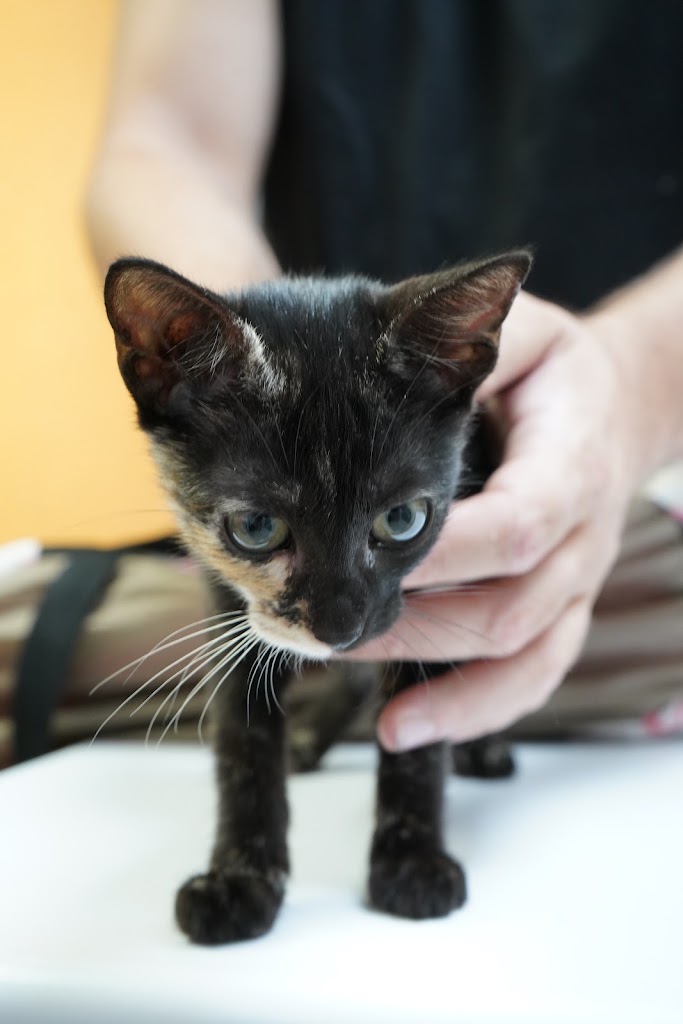 Clinica Veterinaria San Anton Torrevieja — Del propietario