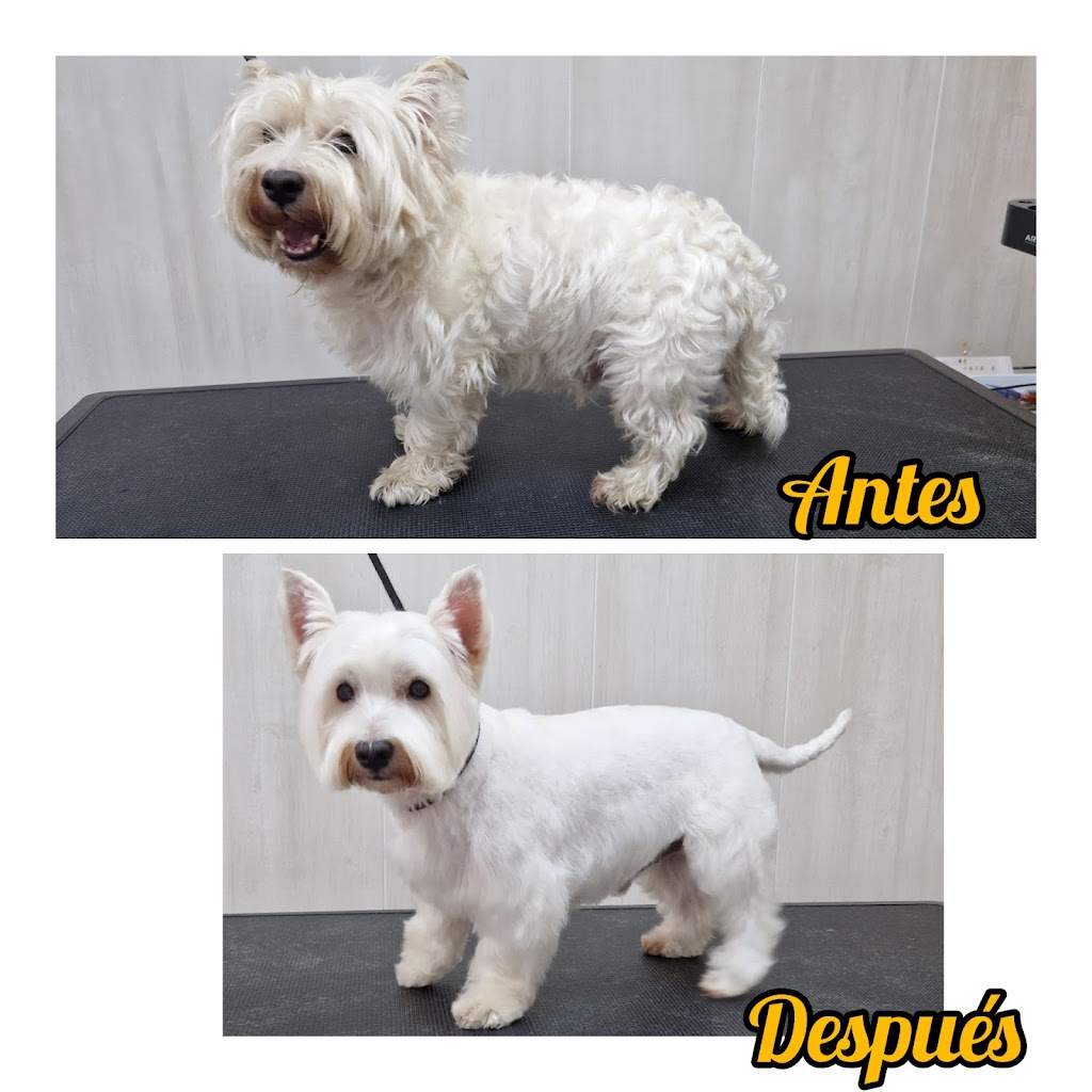 GLAMOUR Estetica Canina