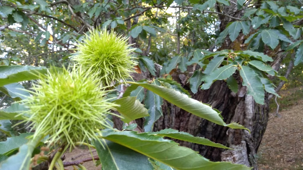 De la Madera