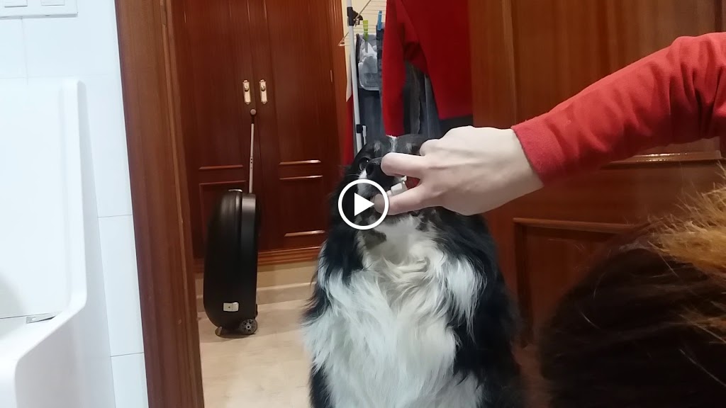 Clinica Veterinaria Del Val — Videos