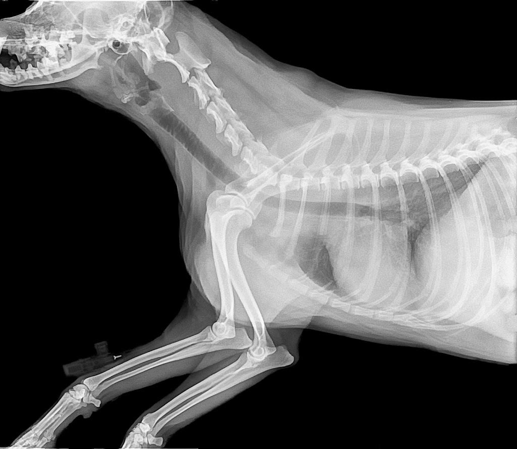 Centro Veterinario Dr. Deza