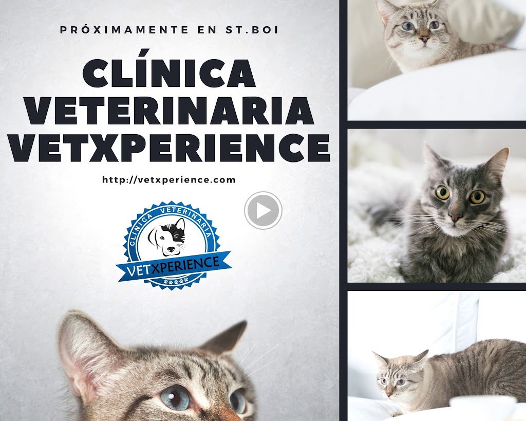 VetXperience Clinica Veterinaria — Videos