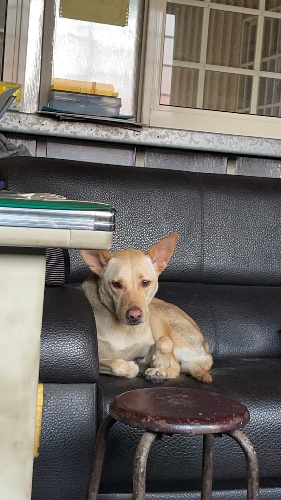 現做小籠湯包 的照片