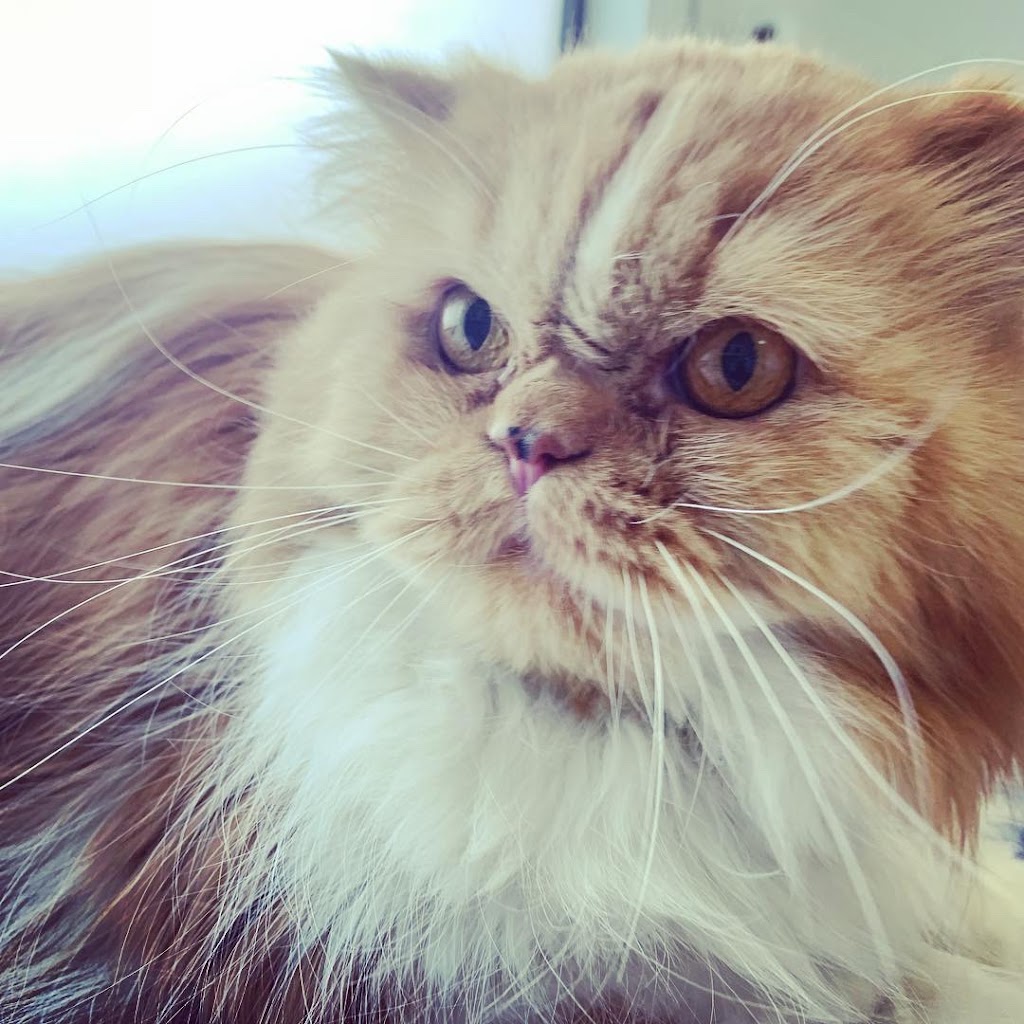 El Trebol Clinica Veterinaria — Gato