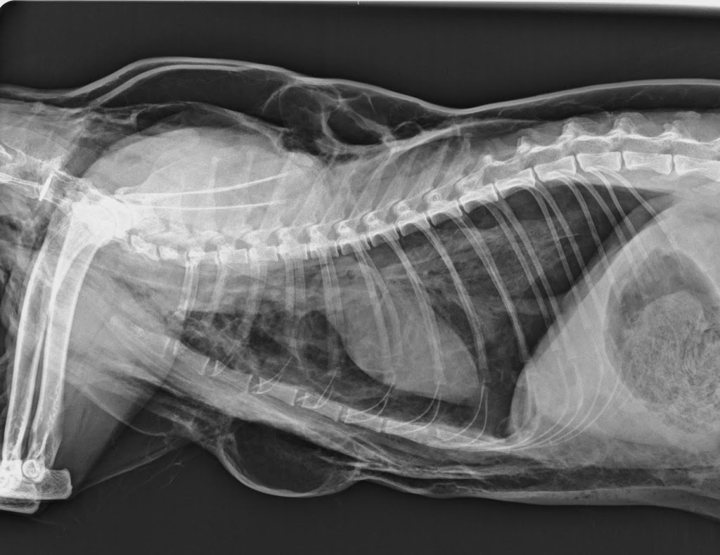 Hospital Veterinario Siglo XXI Boadilla del Monte — Del propietario