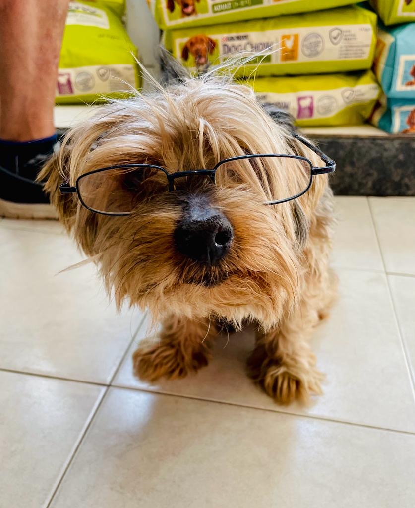 Clinica Veterinaria Tea Porrino — Perro