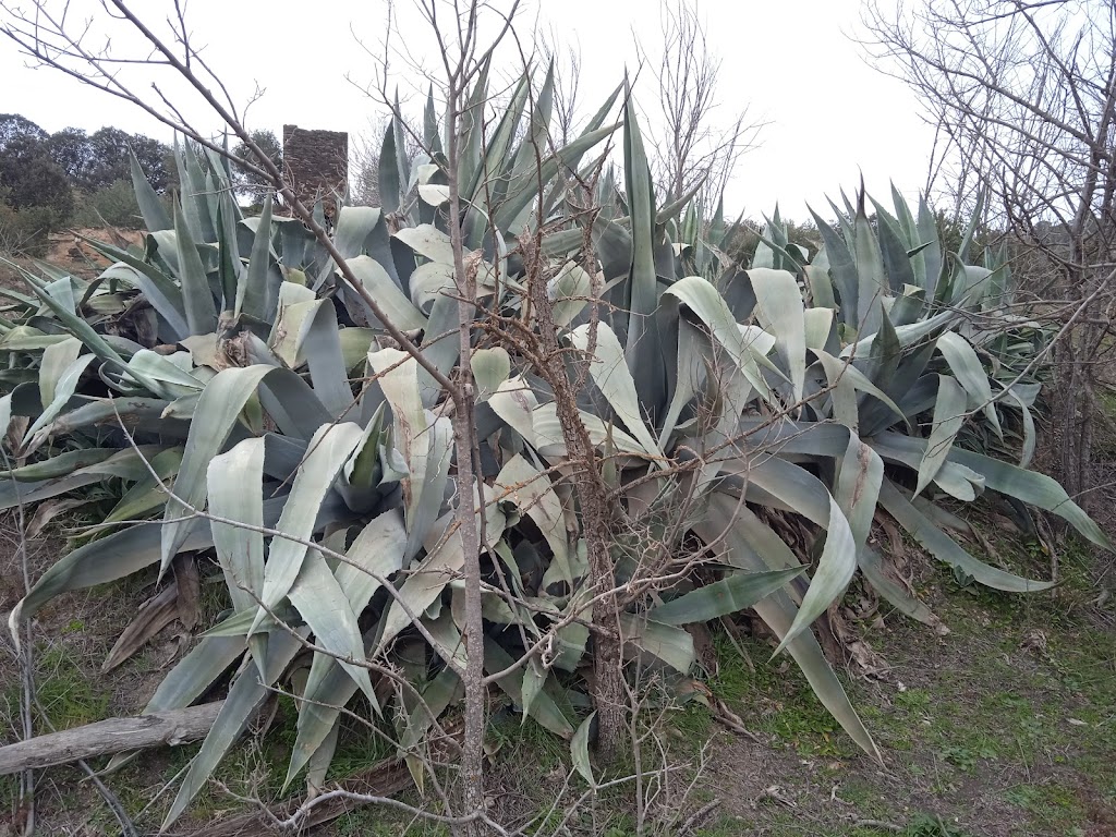 AGAVE AMERICANO CENTENARIO