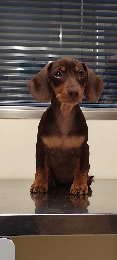 Clinica Veterinaria Los Cantos — Perro